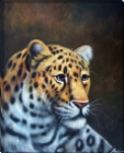 AC68526 Leopard