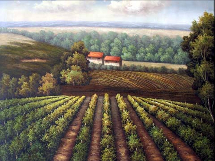 KM63994 Tuscan Vineyard